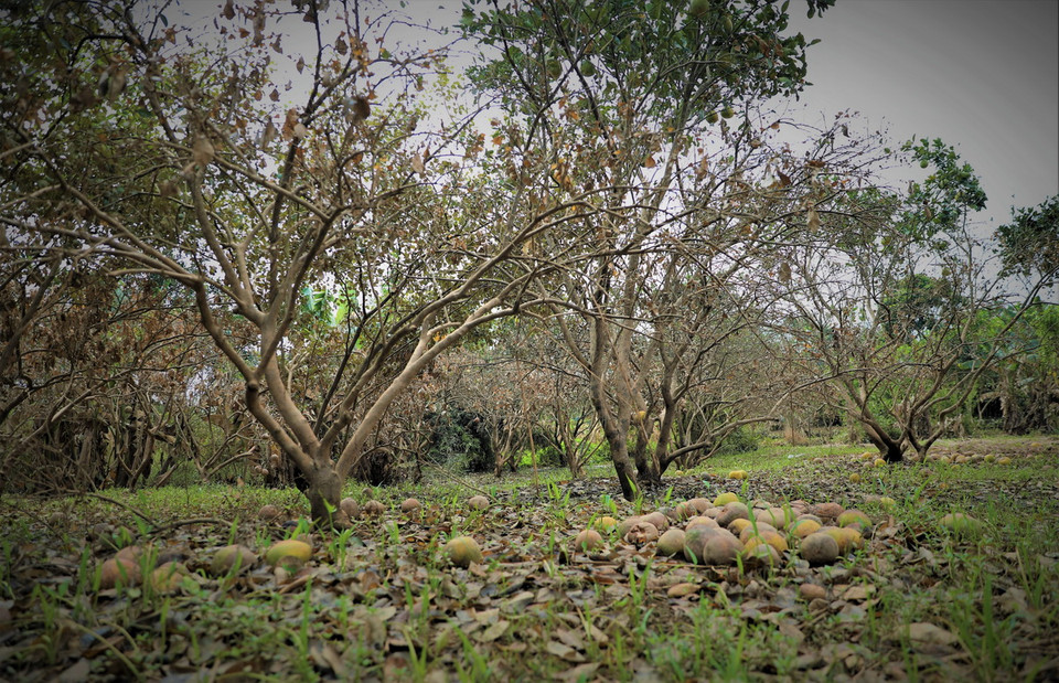 Nhiều cây chuẩn bị thu hoạch giờ quả rụng đầy gốc. (Ảnh: Tuấn Anh/TTXVN)