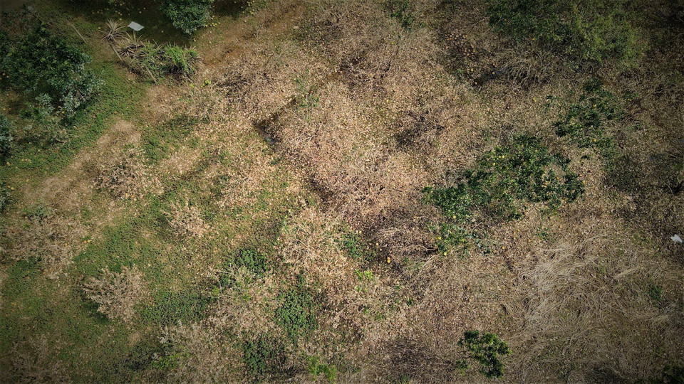 Gần 50% diện tích trồng bưởi của các thôn Khả Lĩnh, Minh Thân, Cầu Mơ ở xã Đại Minh, huyện Yên Bình, tỉnh Yên Bái bị thiệt hại sau lũ. (Ảnh: Tuấn Anh/TTXVN)