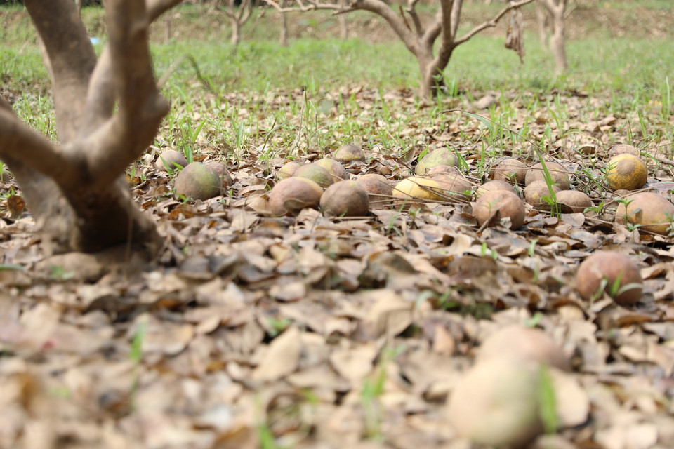 Nhiều cây chuẩn bị thu hoạch giờ quả rụng đầy gốc... gây thiệt hại lớn đối với người trồng bưởi xã Đại Minh. (Ảnh: Tuấn Anh/TTXVN)