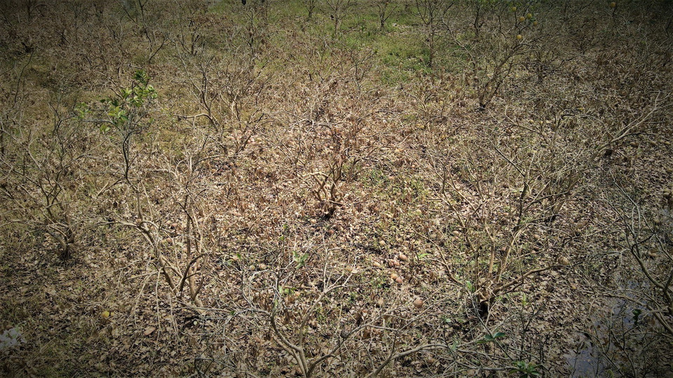 Gần 100ha bưởi của các thôn Khả Lĩnh, Minh Thân, Cầu Mơ ở xã Đại Minh, huyện Yên Bình bị thiệt hại do ngập trong nước nhiều ngày. (Ảnh: Tuấn Anh/TTXVN)