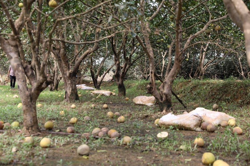 Nhiều cây chuẩn bị thu hoạch giờ quả rụng đầy gốc. (Ảnh: Tuấn Anh/TTXVN)