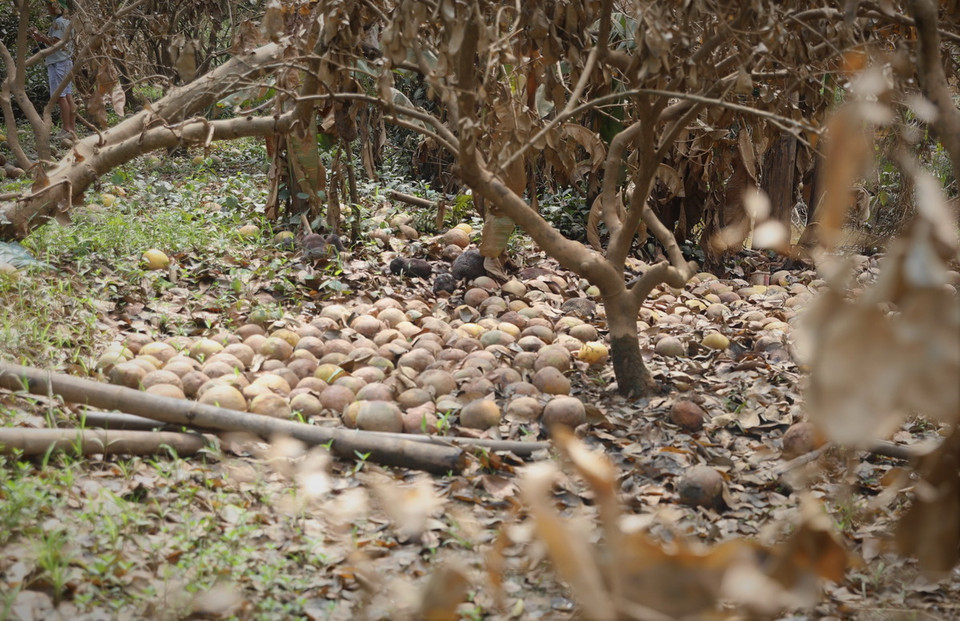 Nhiều cây chuẩn bị thu hoạch giờ quả rụng đầy gốc... gây thiệt hại lớn đối với người trồng bưởi xã Đại Minh. (Ảnh: Tuấn Anh/TTXVN)
