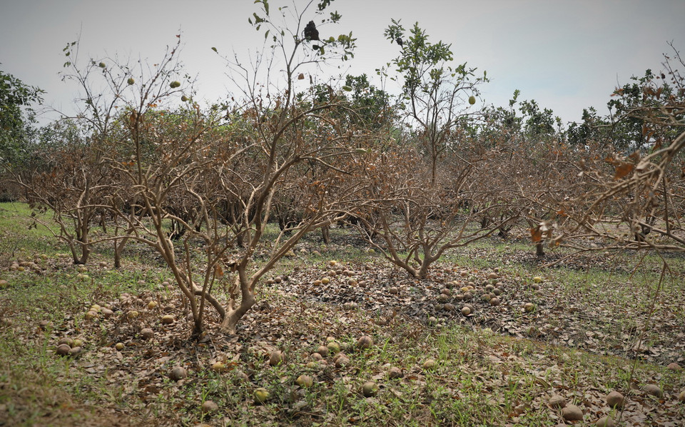Vườn bưởi chuẩn bị cho thu hoạch giờ rụng hết quả chỉ còn trơ gốc. (Ảnh: Tuấn Anh/TTXVN)