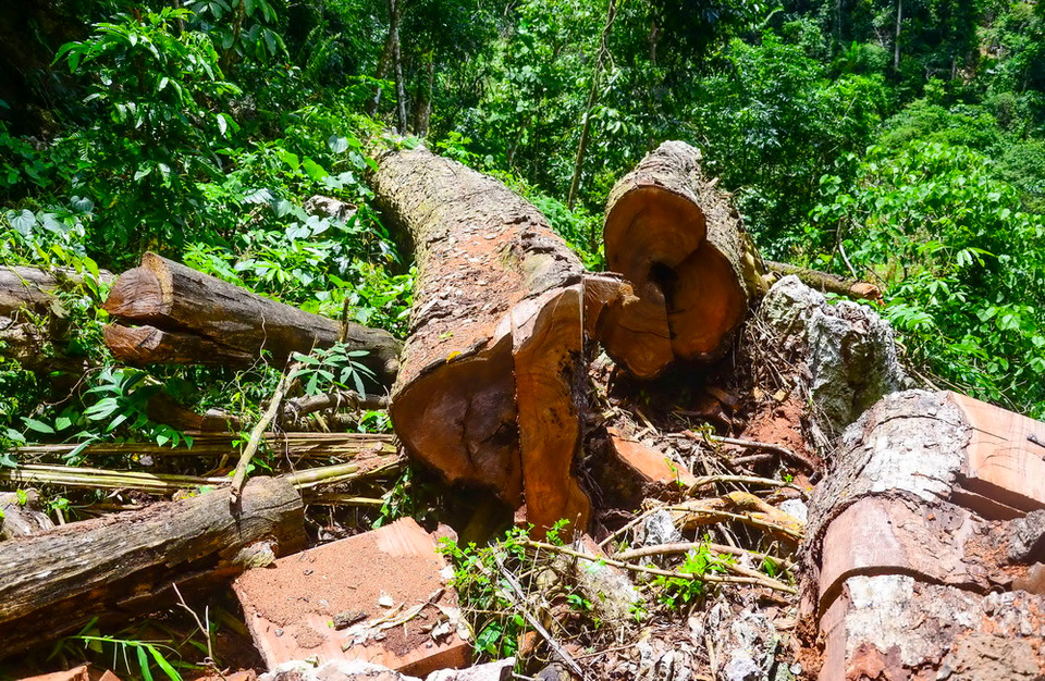 Điều đáng nói là sự việc diễn ra một cách công khai nhưng không thấy ngành chức năng xử lý, bắt giữ và ngăn chặn.(Ảnh: Xuân Tư/TTXVN) 