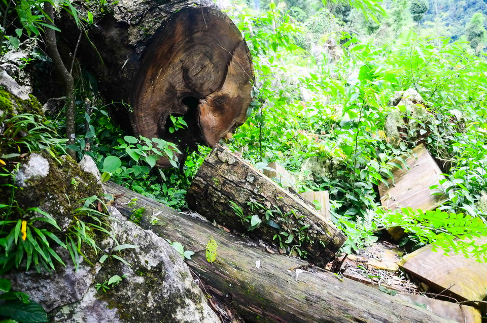 Tại khu vực giáp ranh giữa xã Mường Đun, huyện Tủa Chùa với xã Phình Sáng, huyện Tuần Giáo, tỉnh Điện Biên, trong thời gian qua nóng lên tình trạng lâm tặc vào rừng đốn hạ những cây gỗ nghiến cổ thụ để làm thớt. (Ảnh: Xuân Tư/TTXVN) 