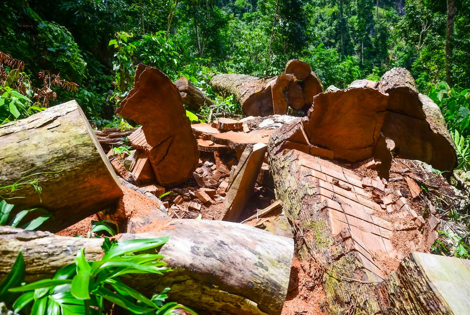 Những cây gỗ nghiến hàng trăm năm tuổi đã bị lâm tặc đốn hạ không thương tiếc để 'chế tác' thành những chiếc thớt nghiến mang từ rừng ra phố để tiêu thụ. (Ảnh: Xuân Tư/TTXVN) 