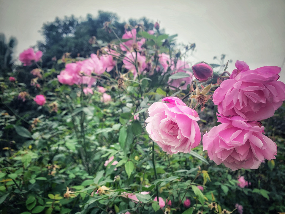 Để đạt được chứng nhận này, bắt buộc các sản phẩm từ xưởng sản xuất của Rosa Valley Việt Nam phải đáp ứng các tiêu chuẩn gắt gao từ khâu chọn giống, chọn nguồn đất, nguồn nước, khâu trồng trọt, kiểm soát sâu bệnh, cỏ dại cho đến quá trình sản xuất, chế biến và bảo quản. (Ảnh: M.Mai/Vietnam+)