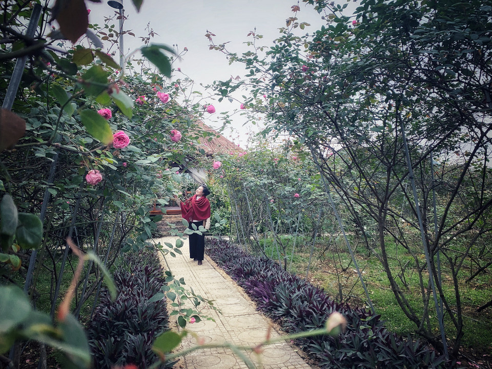 Toàn bộ quá trình sản xuất tuyệt đối không được sử dụng hóa chất như thuốc trừ sâu, trừ cỏ, thuốc kích thích tăng trưởng hay cây giống biến đổi gen. (Ảnh: M.Mai/Vietnam+)