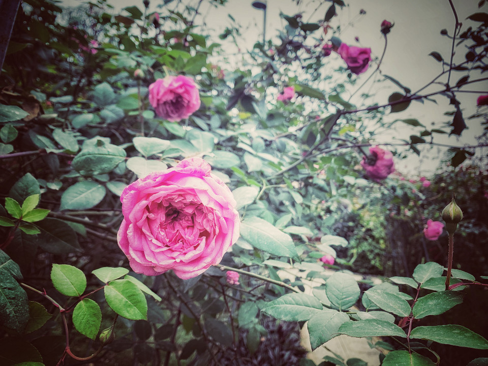 Cùng ngắm những đóa hồng cổ tuyệt đẹp còn lại trong khu vườn Karose. (Ảnh: M.Mai/Vietnam+)