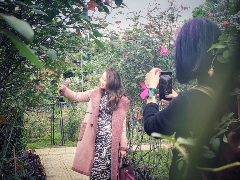 Du khách thích thú trải nghiệm vườn hồng cổ. (Ảnh: M.Mai/Vietnam+)