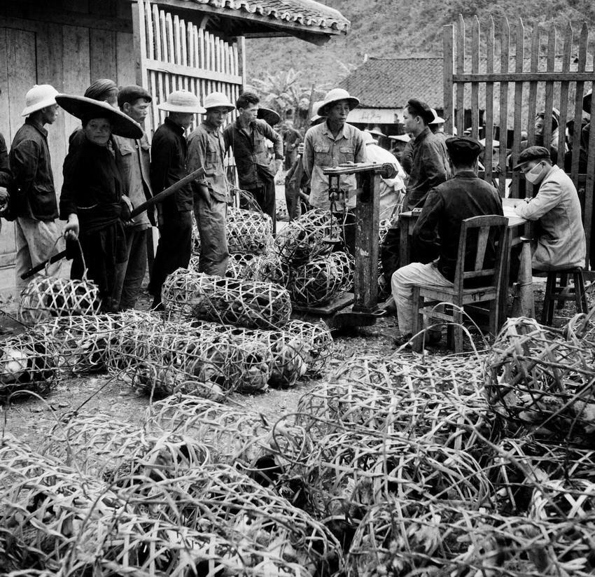 Cửa hàng mua vịt quay huyện Quảng Yên, tỉnh Cao Bằng mỗi phiên chợ mua trung bình từ 1.500kg đến 2.000kg vịt sống; hằng năm cung cấp cho nội địa và xuất khẩu trên 100 tấn vịt sống. (Ảnh: Minh Trường/TTXVN)