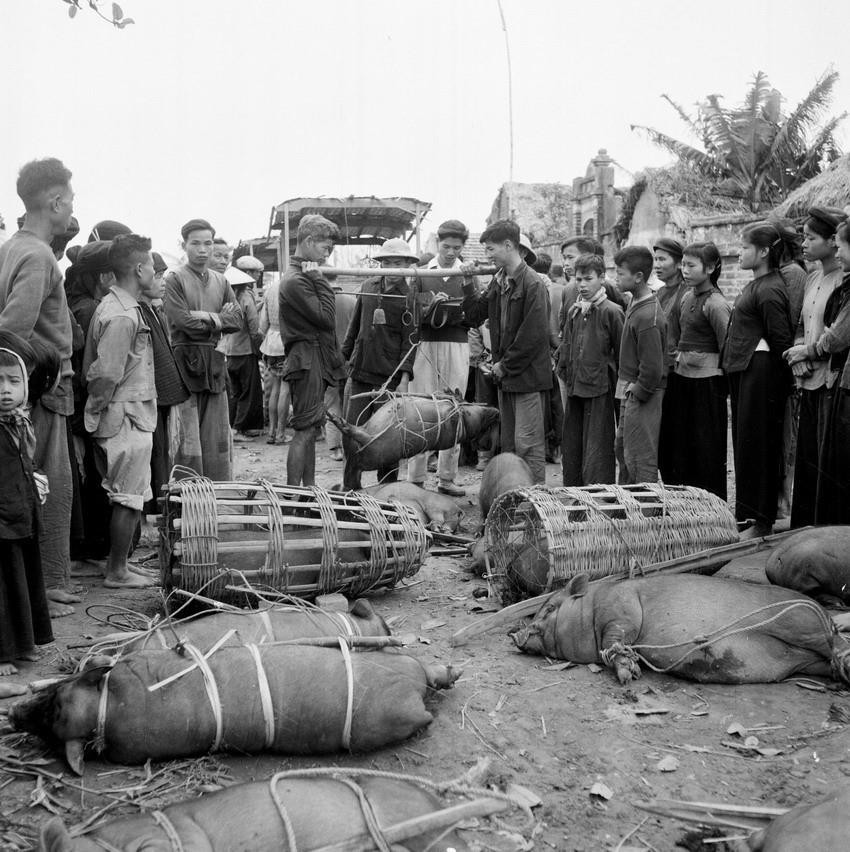Thực hiện kế hoạch 5 năm lần thứ nhất (1961-1965), nhân dân miền Bắc đã đạt được nhiều thành tựu quan trọng. Trong ảnh: Nhân viên trạm thu mua Chợ Sa, huyện Đông Anh, Hà Nội thu mua lợn ở xã Dục Tú (tháng 3/1964). (Ảnh: Xuân Vi/TTXVN)