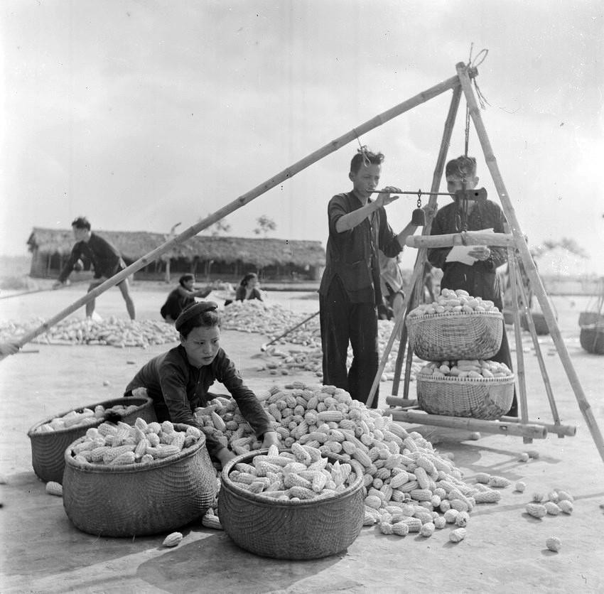 Xã viên HTX ở huyện Vĩnh Tường, tỉnh Vĩnh Phúc chuẩn bị ngô để bán cho Nhà nước (tháng 5/1963). (Ảnh: Minh Đạo/TTXVN)