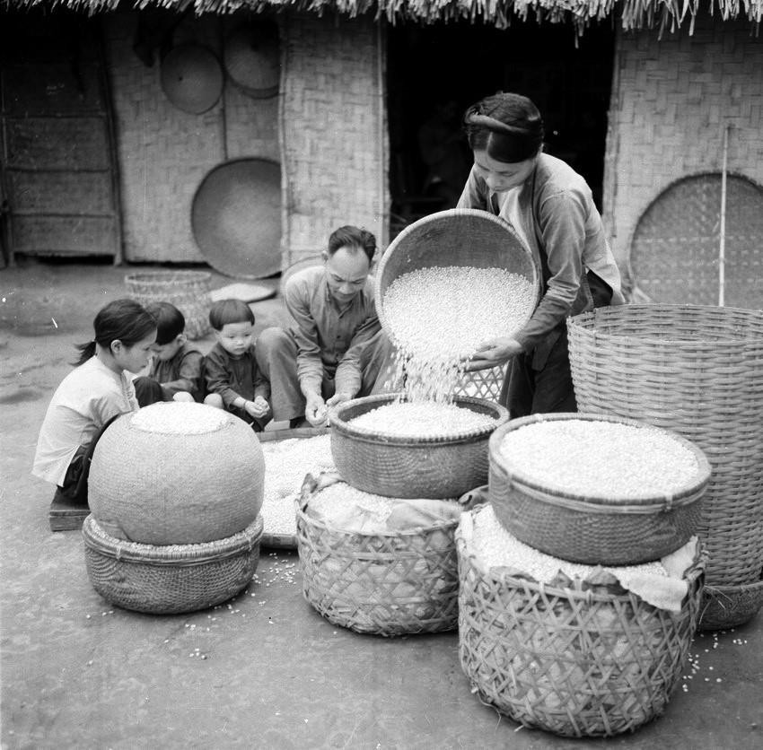 Gia đình xã viên hợp tác xã Phú Cường, huyện Thanh Thủy, tỉnh Phú Thọ bán ngô sống cho Nhà nước (tháng 5/1960). (Ảnh: Đức Như/TTXVN)