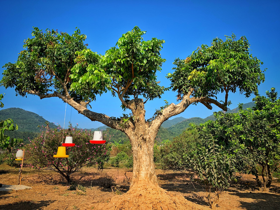 Mỗi gốc nhãn cổ thụ lại có một thế dáng đẹp mắt. (Ảnh: Mai Mai/Vietnam+)