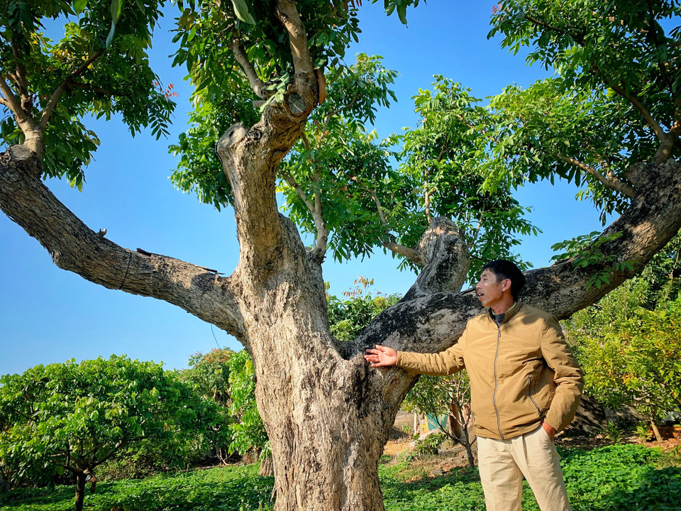 Trải qua gần thế kỷ 'thi gan' với cả cuộc chiến khốc liệt của dân tộc, những gốc nhãn cổ thụ gần trăm năm của gia đình anh Nguyễn Viết Tùng (thôn Thanh Mai, xã Hoàng Hoa Thám, thị xã Chí Linh, tỉnh Hải Dương) vẫn tỏa bóng, cho quả ngọt thơm lừng. (Ảnh: Mai Mai/Vietnam+)
