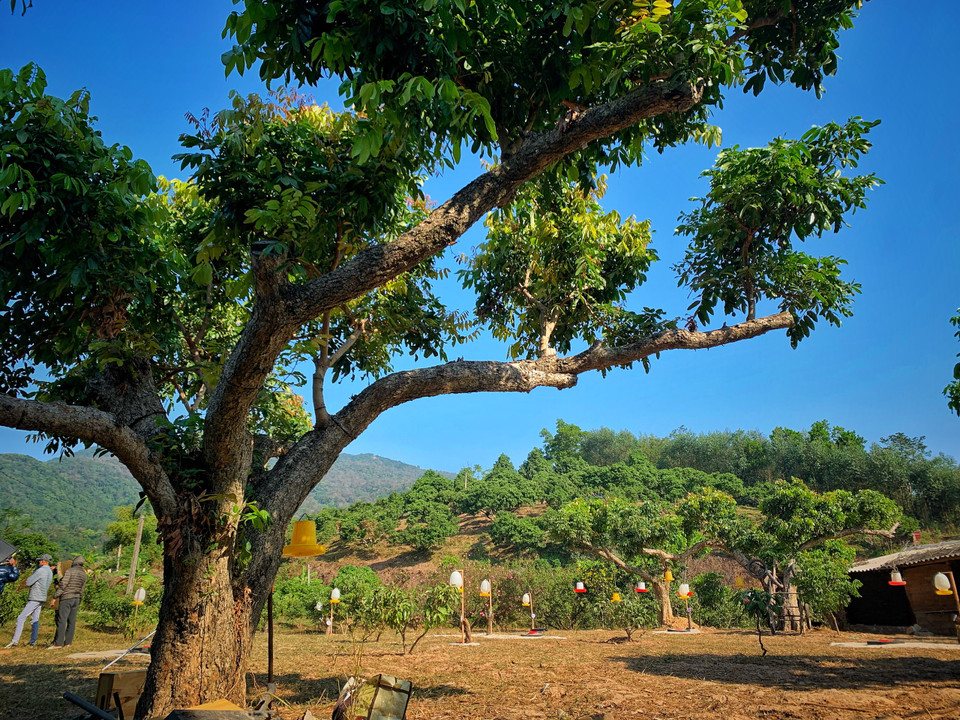 Những gốc nhãn cổ thụ này do ông bà anh Nguyễn Viết Tùng truyền lại, từ thời cả gia đình di cư từ Hà Nội lên vùng đất Chí Linh này làm kinh tế mới. (Ảnh: Mai Mai/Vietnam+)