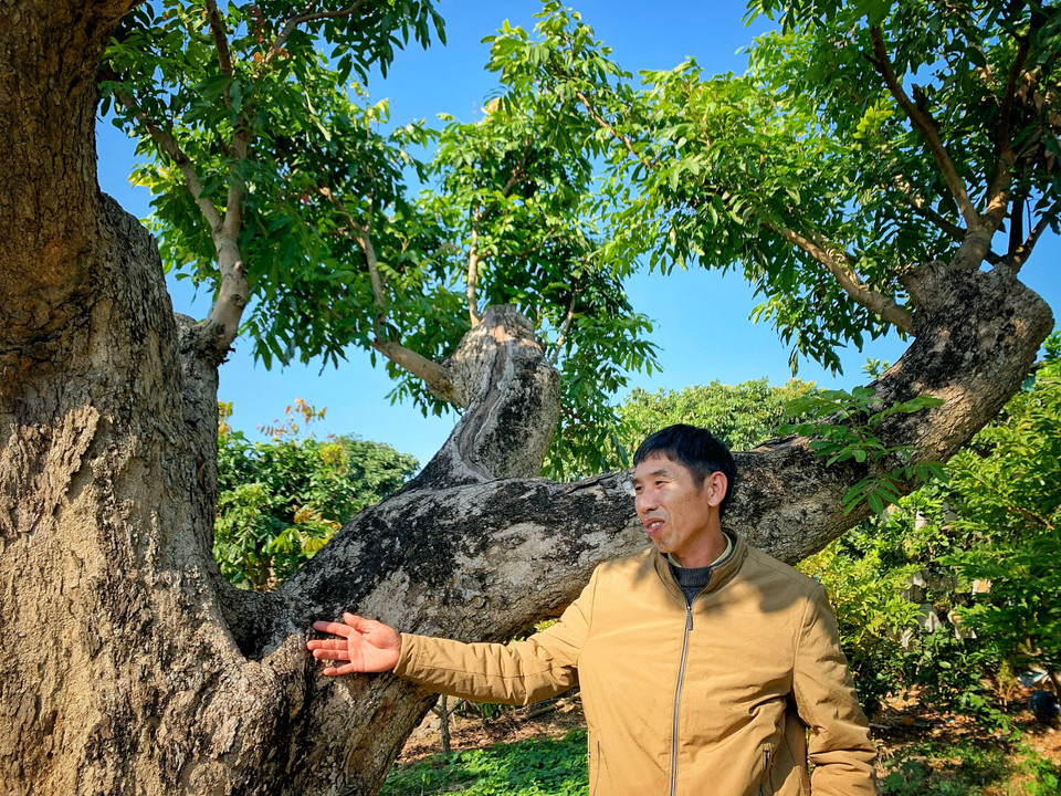 Anh Viết Tùng cho biết đây là một trong số ít cây nhãn cổ thụ nhất của vùng đất Chí Linh này. (Ảnh: Mai Mai/Vietnam+)