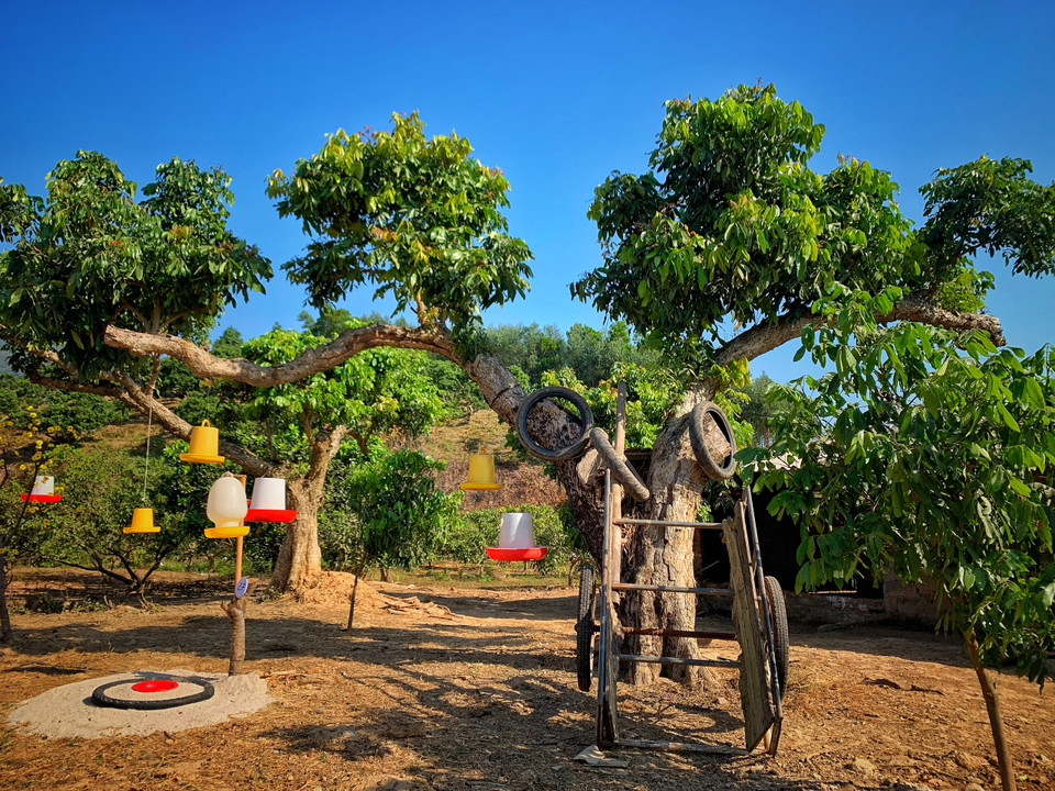 Trong số hơn 200 gốc nhãn trồng trên 2ha đất đồi của gia đình anh Tùng có rất nhiều gốc có thế dáng đẹp tựa cây bonsai. (Ảnh: Mai Mai/Vietnam+)