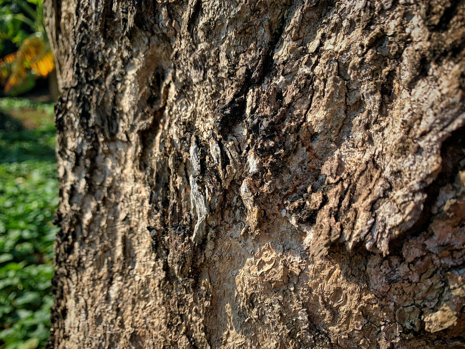 Thân cây 'già nua,' mốc meo, khô cằn... (Ảnh: Mai Mai/Vietnam+)