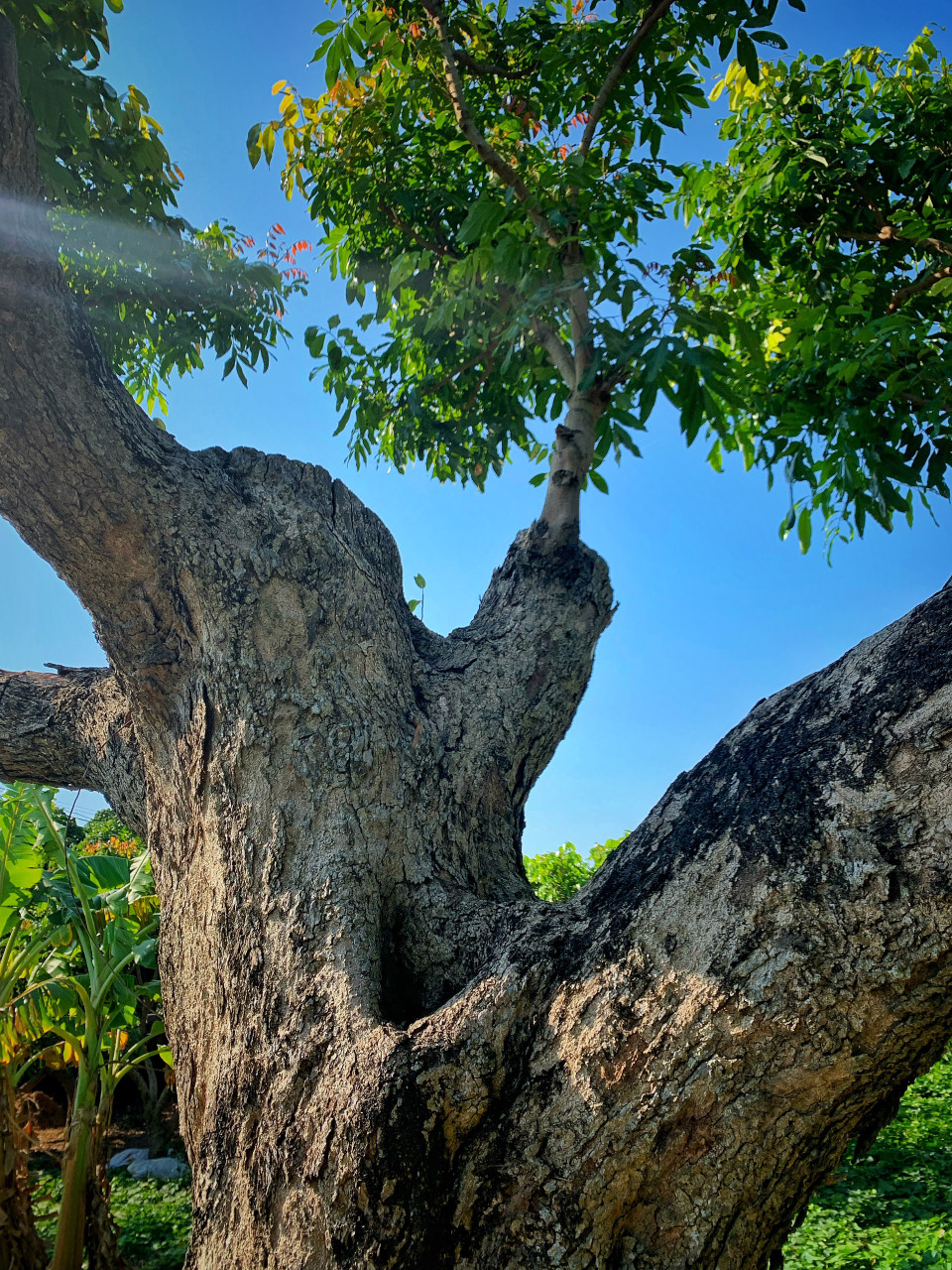 Những thân nhãn to một người ôm không xuể. (Ảnh: Mai Mai/Vietnam+)