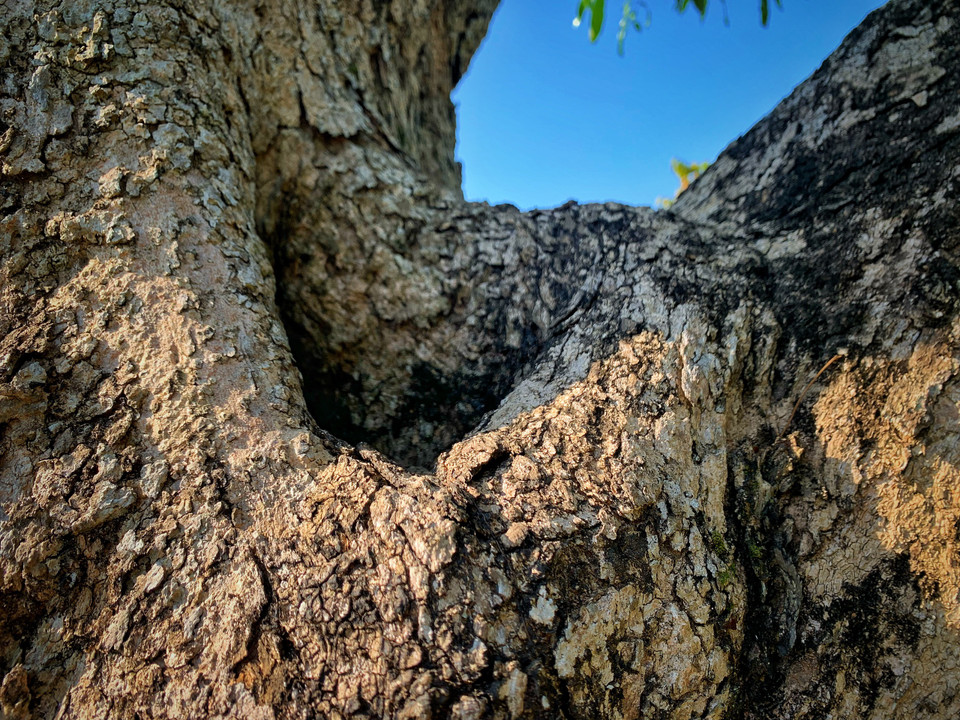 Dấu ấn thời gian hằn in trên những thân cây nhãn cổ thụ. (Ảnh: Mai Mai/Vietnam+)