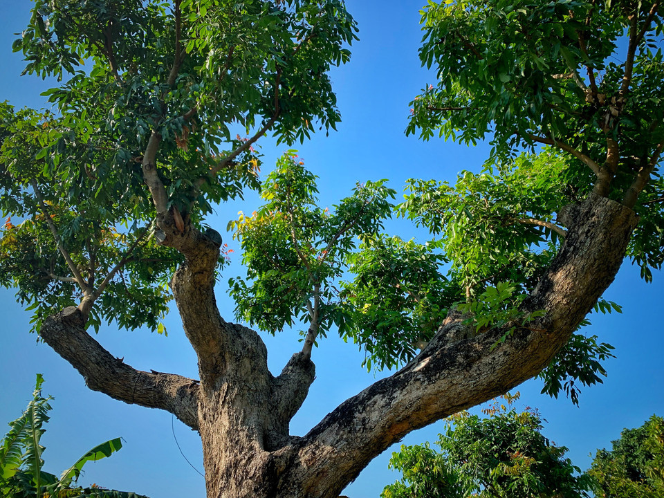 Đây là giống nhãn lồng Hưng Yên. Theo gia chủ, ngày xưa tán cây rộng hàng sào nhưng nay do điều kiện gia đình không chèo cao được nên buộc phải tỉa thấp cành xuống, vẫn đảm bảo giữ nguyên chất lượng quả. (Ảnh: Mai Mai/Vietnam+)