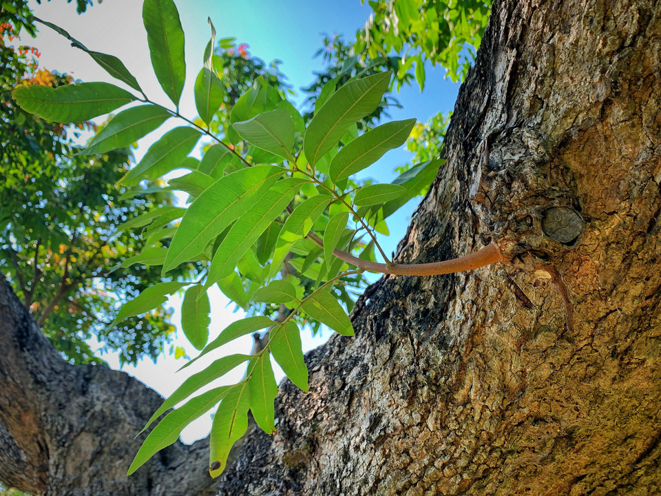 ...nhưng dù có xù xì dấu ấn thời gian thì từ đó vẫn bật lên những mầm xanh tươi non của sự sống mới sinh sôi. (Ảnh: Mai Mai/Vietnam+)
