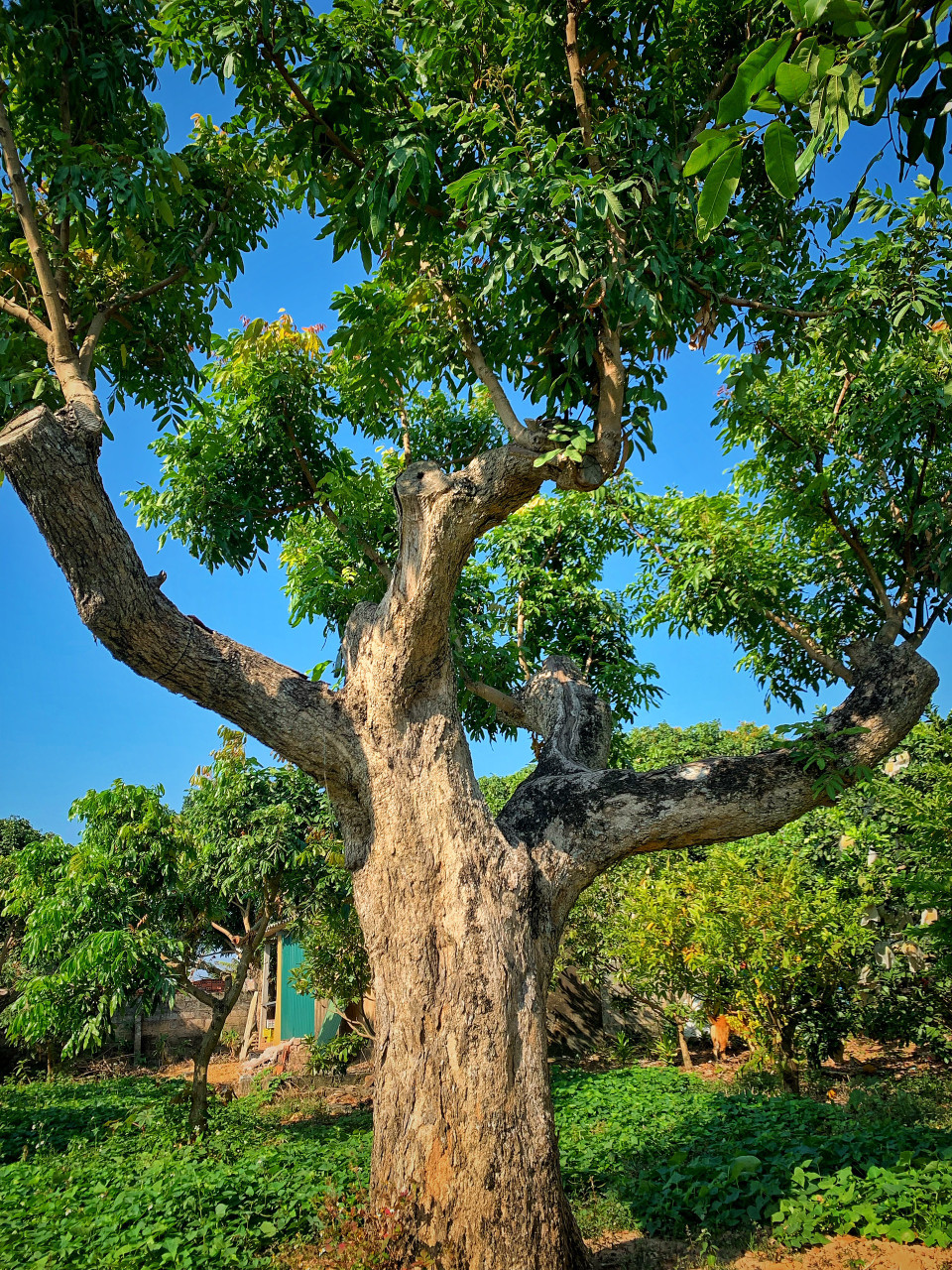 Cây nhãn cổ thụ này khoảng 80 năm tuổi, mỗi vụ cho thu hoạch gần 4 tạ quả. (Ảnh: Mai Mai/Vietnam+)
