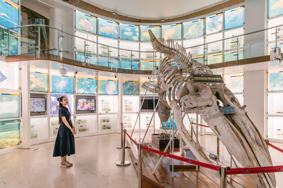 Bảo tàng Quảng Ninh có tầng 1 là gian trưng bày giới thiệu về điều kiện tự nhiên và tài nguyên thiên nhiên của Quảng Ninh như khoáng sản, địa chất và đa dạng sinh học. (Ảnh: Bảo Khánh/Vietnam+)