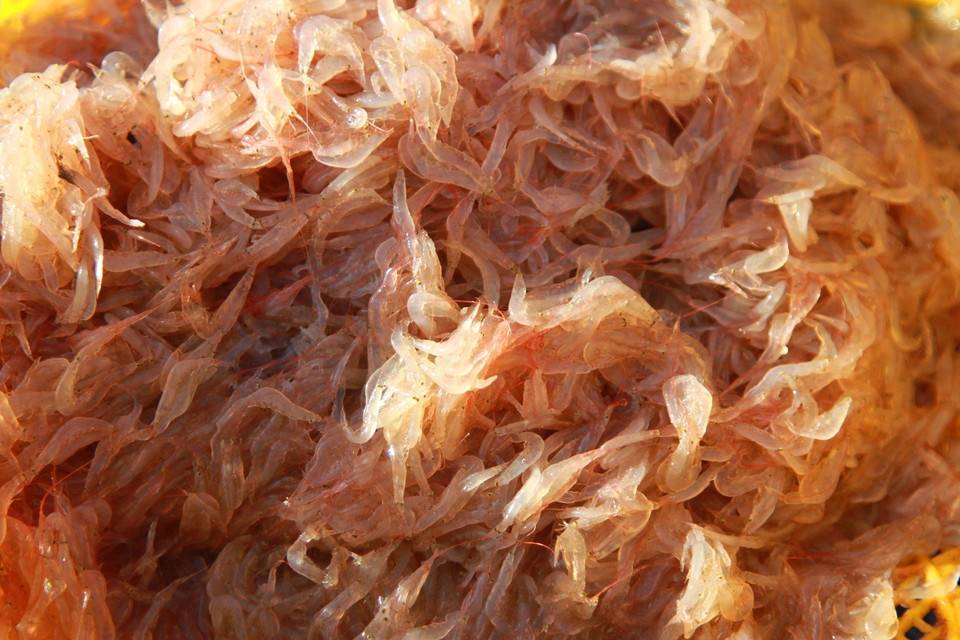 Ruốc là loại hải sản đánh bắt gần bờ, thân giáp xác mười chân có hình dáng như con tôm nhỏ, chỉ lớn khoảng 10-40mm. Vừa kéo ở biển lên bán tại chỗ có giá từ 10.000-20.000 đồng/kg. (Ảnh: Xuân Mai/Vietnam+)