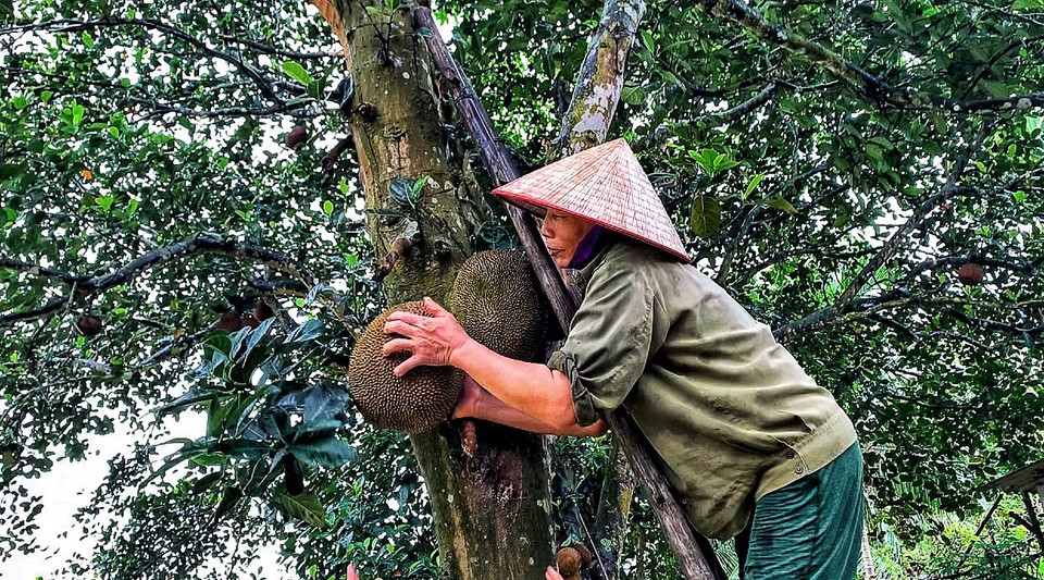 Vườn cây nhà cô Liên có hàng chục cây mít cho trái quanh năm. (Ảnh: Xuân Mai/Vietnam+)