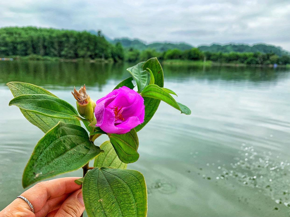 Hoa mua, đặc sản trên đầm. (Ảnh: Xuân Mai/Vietnam+)