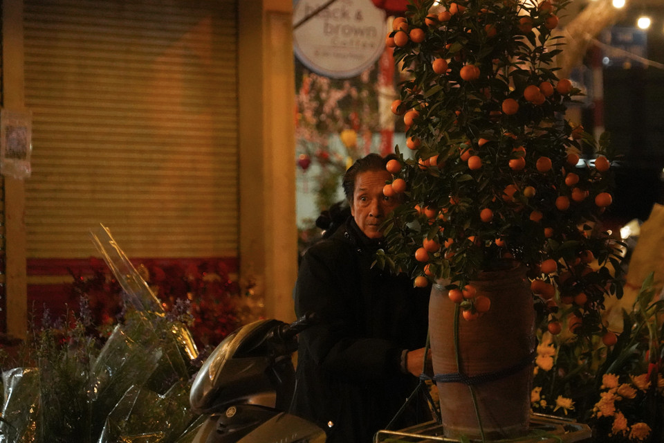 Tiểu thương bán quất cảnh chuẩn bị vận chuyển đơn hàng cuối cùng trong năm. (Ảnh: Việt Anh/Vietnam+)