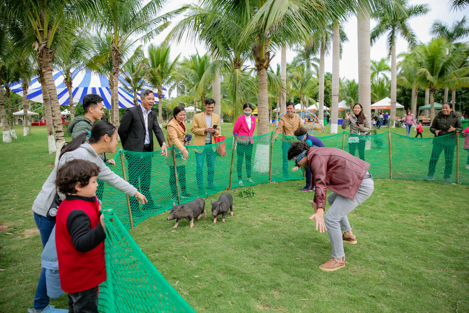 Bắt lợn. (Ảnh: CTV/Vietnam+)