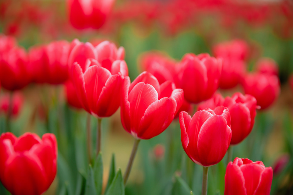 Ngay từ khi bước vào cổng, du khách được đón chào bằng con đường hoa muôn màu ngập tràn sắc xuân. Bên cạnh những loài hoa cúc, hoa hồng, hoa cúc hồ điệp… sẵn có tại Công viên hồ thiên nga (Ecopark), hàng vạn cây hoa tuylip được nhập khẩu trực tiếp từ Hà Lan trước Tết bung nở rực rỡ, tạo nên cảnh sắc thiên nhiên thơ mộng, đưa du khách như lạc vào xứ trời Âu. (Ảnh: CTV/Vietnam+)