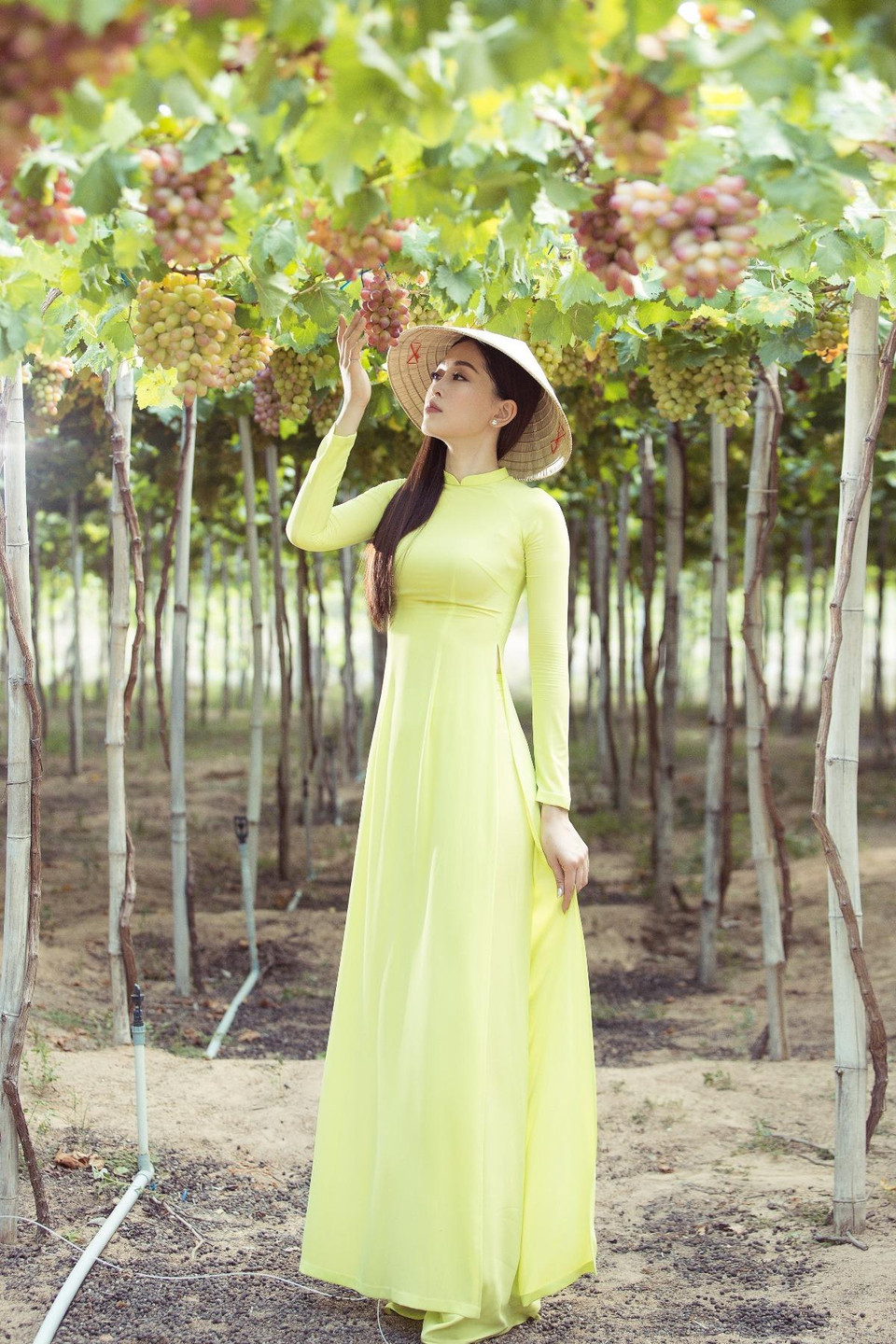 Trong hành trình khám phá mảnh đất Ninh Thuận đầy nắng, gió, bên cạnh tháp Chàm với những kiến trúc độc đáo thì ba nàng hậu đã bị mê hoặc bởi những vườn nho xanh mướt bạt ngàn đang vào mùa chín mọng. (Ảnh: Viết Quý/Vietnam+)