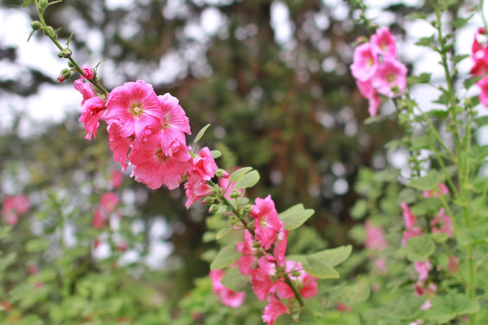 Ở đâu cũng có hoa, trước cửa nhà ngập lối hoa... (Ảnh: Mai Mai/Vietnam+)