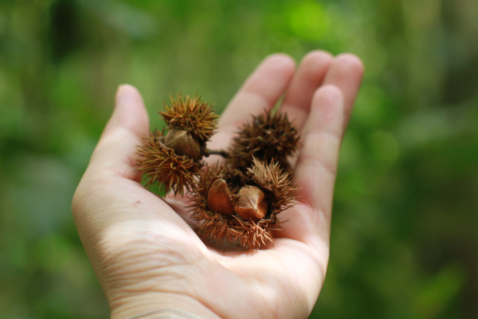 Có cảm giác như được trở về với thiên nhiên hoang dã. (Ảnh: Mai Mai/Vietnam+)
