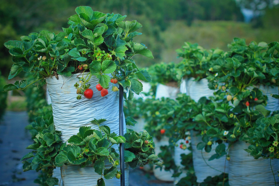 Và nhất định rồi, đến Đà Lạt không thể không thưởng thức đặc sản dâu tây. (Ảnh: Mai Mai/Vietnam+)