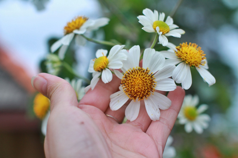 Không chỉ có dã quỳ vàng, ở Đà Lạt còn có dã quỳ trắng. Có những cây cổ thụ gần trăm tuổi, thân gỗ to đường kính tới hàng chục cm. (Ảnh: Mai Mai/Vietnam+)