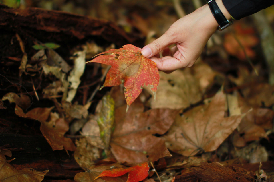 Cánh rừng còn được bao phủ bởi những tán phong đỏ đẹp độc đáo. (Ảnh: Mai Mai/Vietnam+)