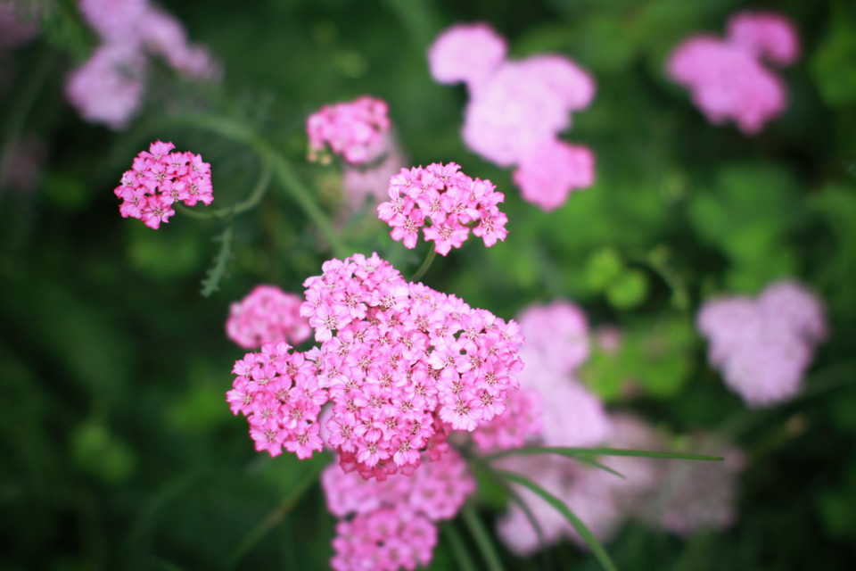 Với khí hậu thổ nhưỡng đặc biệt của vùng đất đỏ cao nguyên trù phú, hoa ở Đà Lạt trổ sắc quanh năm. (Ảnh: Mai Mai/Vietnam+)