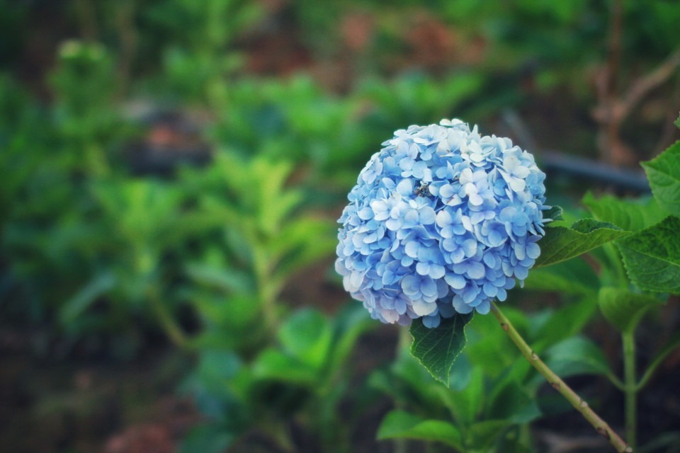 ...hay hoa cẩm tú cầu. (Ảnh: Mai Mai/Vietnam+)