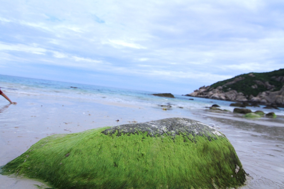 Rêu biển. (Ảnh: Xuân Mai/Vietnam+)
