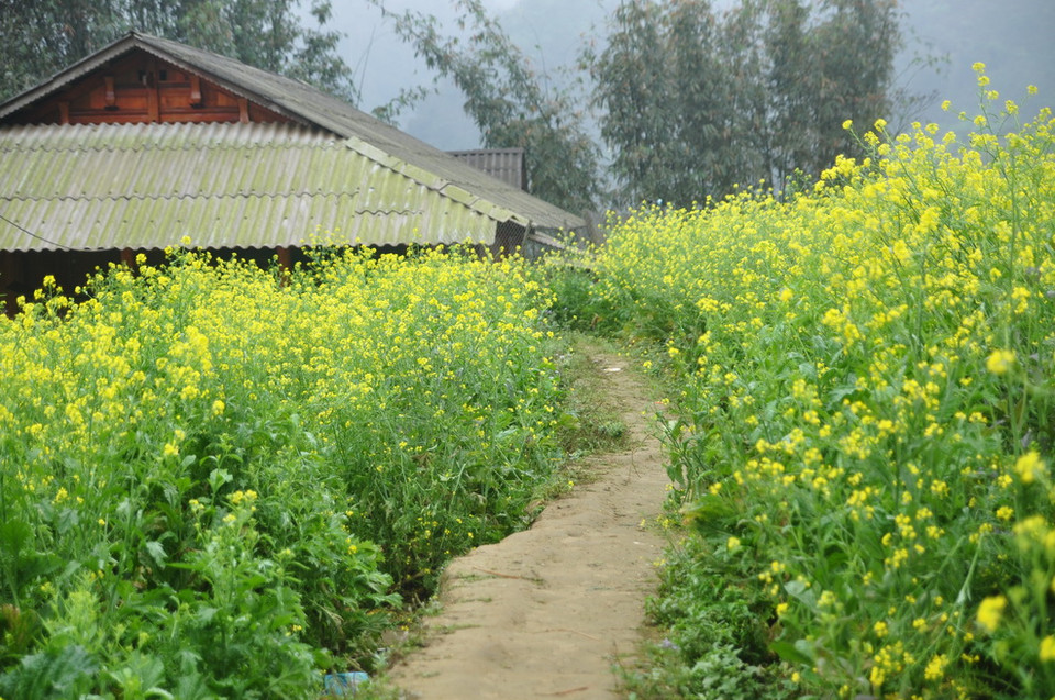 (Ảnh: Hương Thu/TTXVN)