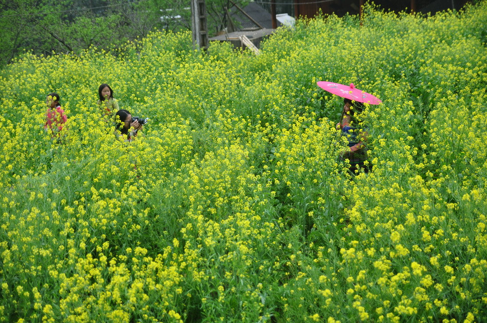 Đến thăm bản Cát Cát vào những ngày này, du khách sẽ bị hút hồn bởi vẻ đẹp của những cánh đồng hoa cải vàng đang mùa nở rộ.