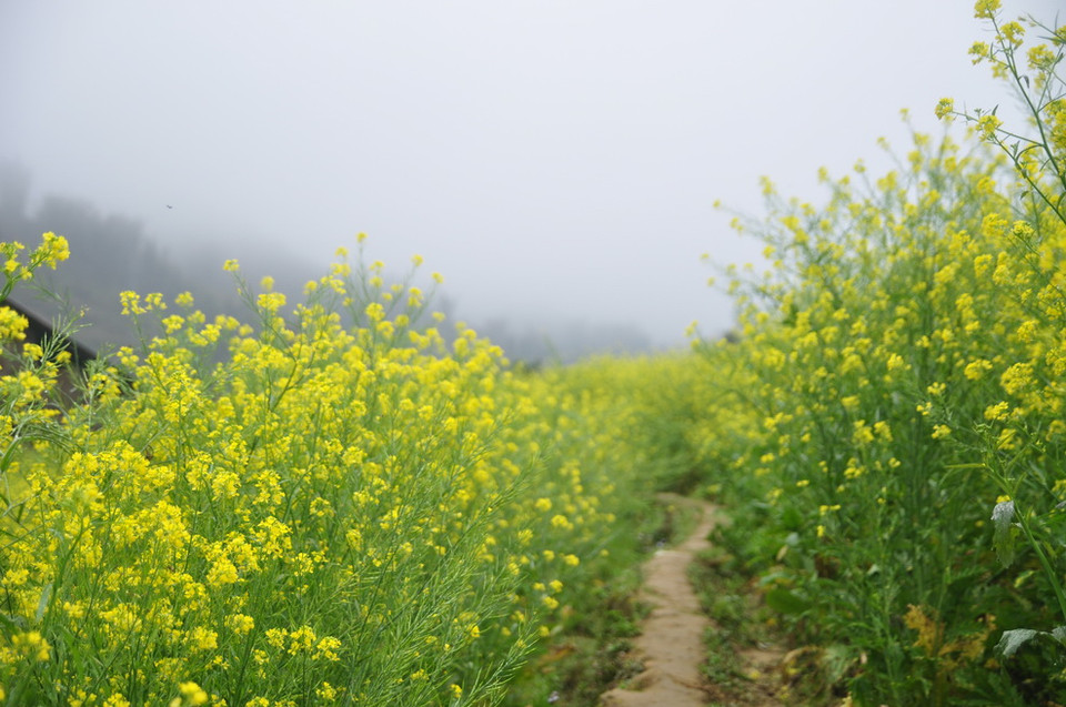 Nằm cách trung tâm thị trấn Sa Pa (Lào Cai) khoảng 2 km, dưới dãy núi Hoàng Liên Sơn hùng vĩ, bản Cát Cát là nơi sinh sống lâu đời của đồng bào dân tộc Mông. (Ảnh: Hương Thu/TTXVN)
