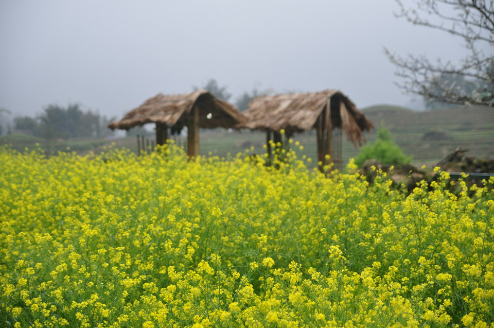 (Ảnh: Hương Thu/TTXVN)