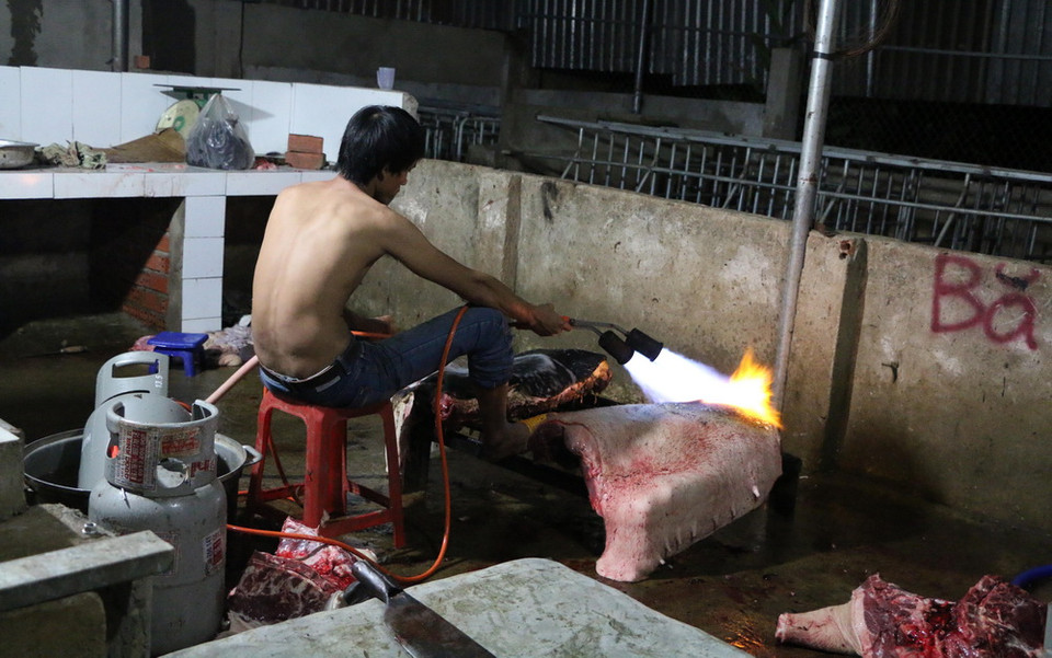 Cơ quan chức năng phát hiện hàng trăm kg thịt lợn nái được chủ cơ sở phù phép 'hô biến' thành lợn rừng lai đem bán ra thị trường để thu lời cao. Ảnh: Đậu Tất Thành/TTXVN)